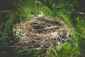 Empty Nest Syndrome - Tom rede syndrome