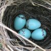 Når reden bliver tom. Empty Nest Syndrome